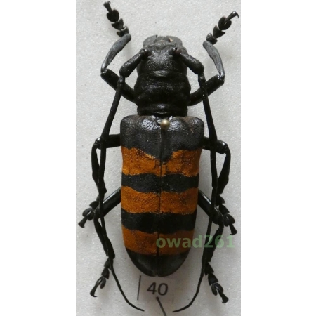 Analeptes trifasciata Adlbauer, 1993 Ivory Coast 45mm40